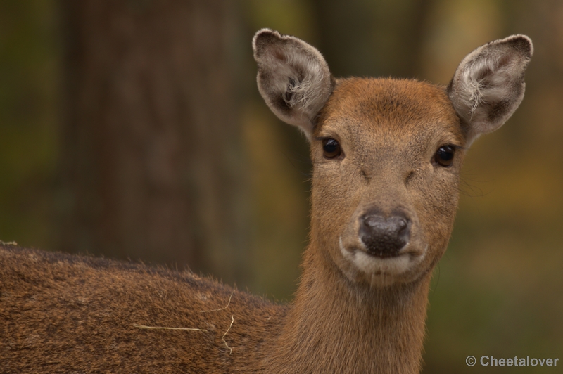 _DSC4640 -1.JPG - Safaripark Beekse Bergen